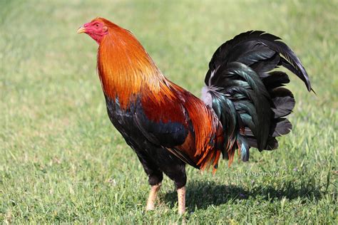 They're one of the most popular American Gamefowl, more can be found regarding this breed under the page "American Gamefowl". . Johnny jumper rooster price
